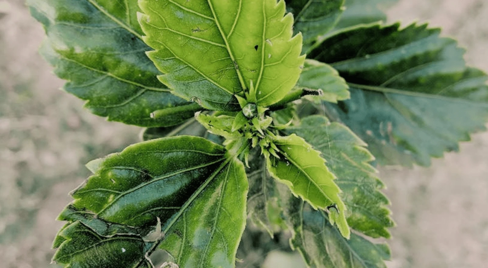 Global Sustainable Chemistry Spotlights