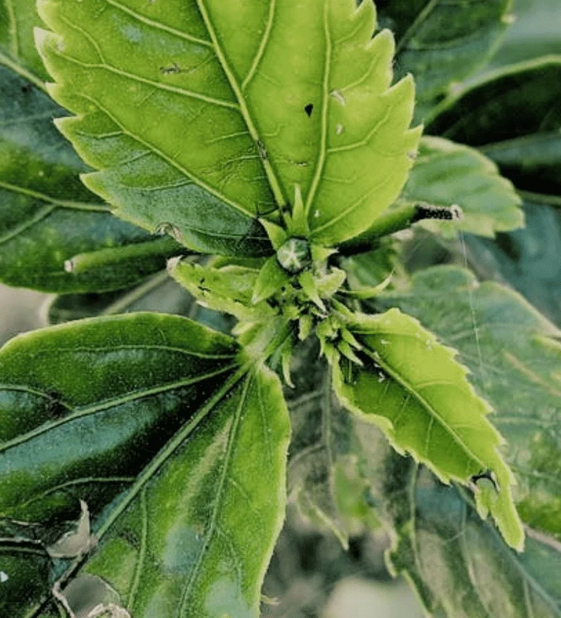 Global Sustainable Chemistry Spotlights