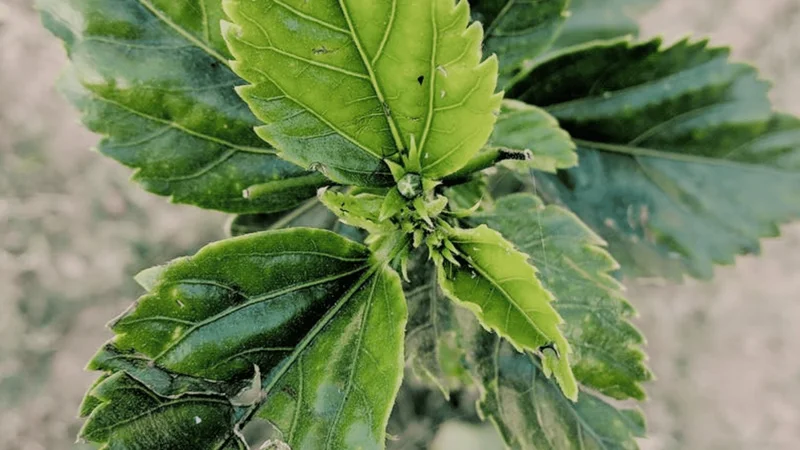 Global Sustainable Chemistry Spotlights