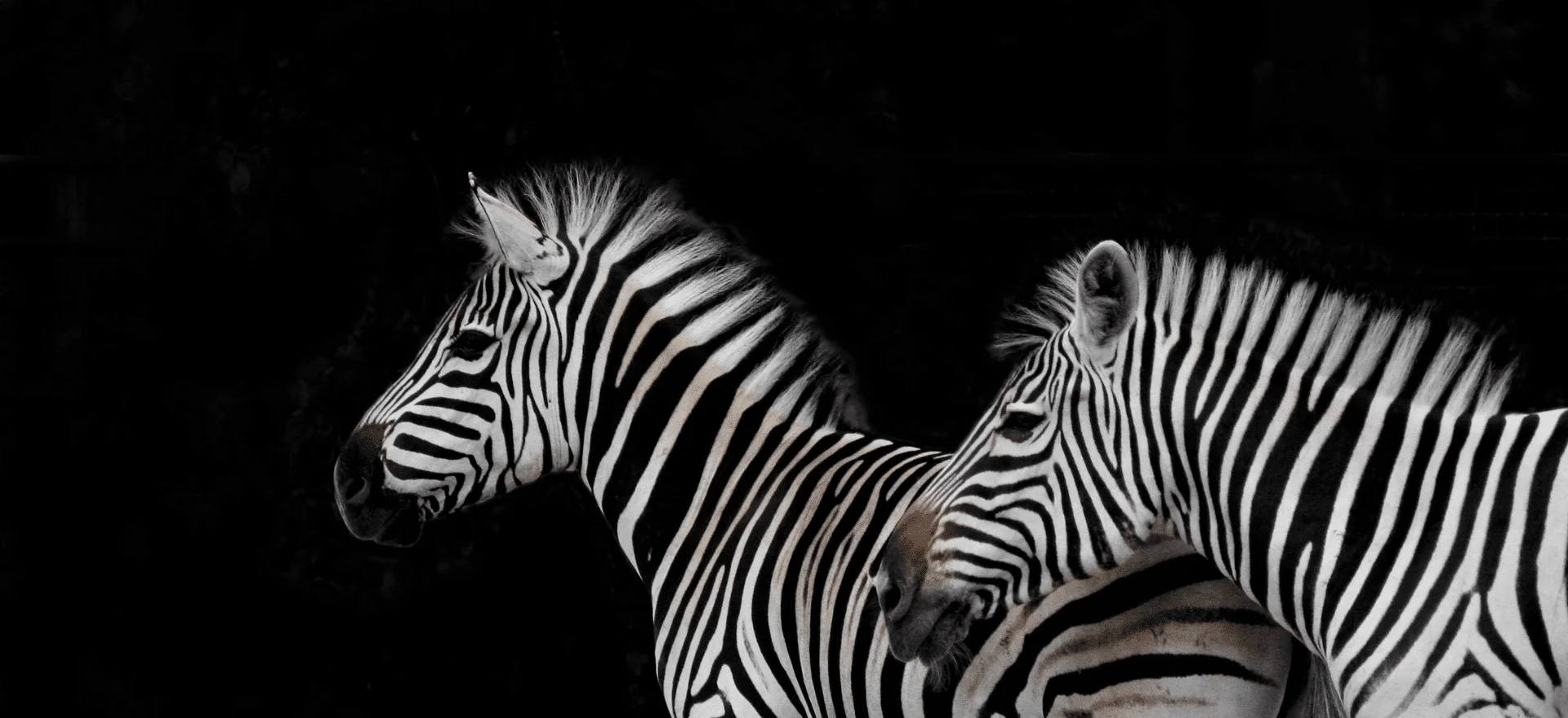 Eventtech: no more event attendance as a zebra - Veranstaltungsbesuche als Zebra